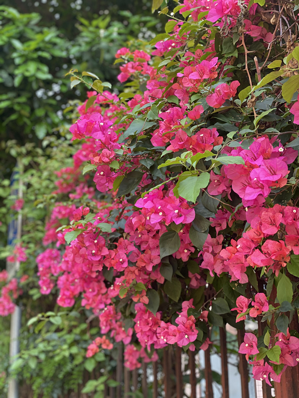 花样校园